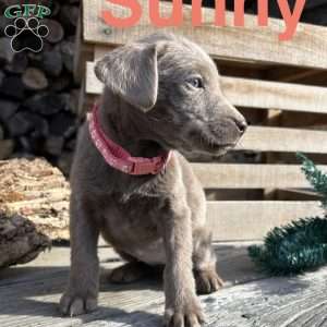 Sunny, Silver Labrador Retriever Puppy